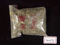 藏品(錐螺蜷類)的圖片